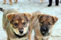 Мы хотим кушать!