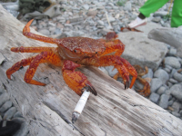 Паук курит..