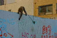 манки (животину жалко)-тунис 2012