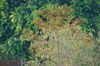 птичка-тунис 2012