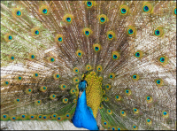 "Во всей своей красе"