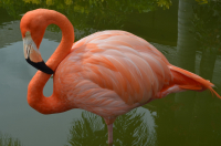 Розовая птица