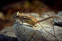 Тот, кто приходит за орехами