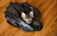 А ты что не видела, что ты покупаешь???