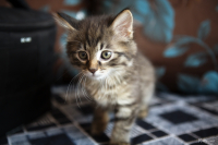 Сметана? А с этого места поподробнее Штирлиц!