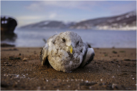 "Магаданский орёл"