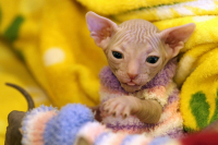 Целуй лапку...