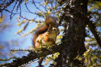 ...да орешки все грызет..