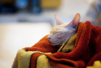 спи, моя радость, усни...