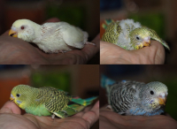Птенцы волнистого попугая