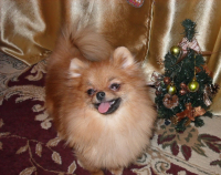 С Новым годом !