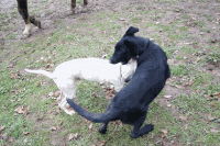 Собаки коневода