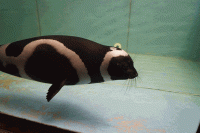 Сочинский акванариум