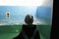 Сочинский акванариум