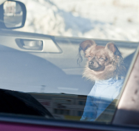 собака-машинуохраняка