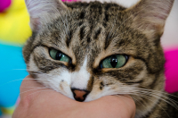 Кошака рукуотгрызака )