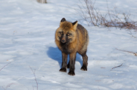 Лиса придорожная