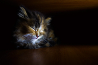 Всем спокойного сна!