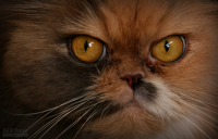 кот-бегемот