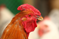 белые невесты