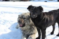 Мишаня и Машульда