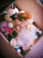 Вроде все игрушки собрали)))