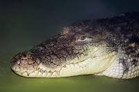 о друзьях Чебурашек