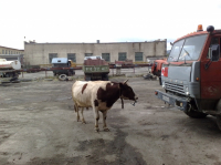 ..противостояние..( название-Alitet)