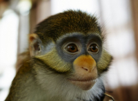 В задумчивости..