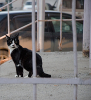 Котака подозревака