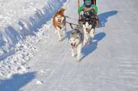 Полная упряж "рыжий красавец".