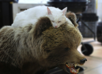 Конец Хозяина тайги