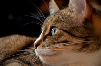 в ожидании чуда....