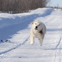 полеты во сне и на яву