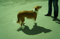 Рыжая псинка