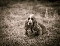 Эх, жизнь собачья!..