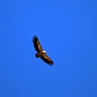 Рожденный свободным...