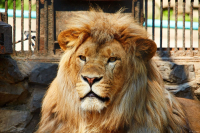 Просто - царь.