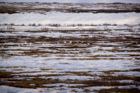 зайчатинка...