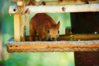 Время обеда!