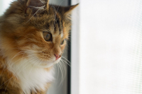 проблемы? щенок...