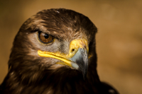 король орел король