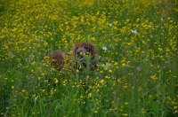 кто не спрятался я не виноват)