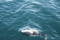 Дельфин. Охотское море.