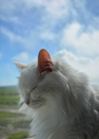 в полудрёме