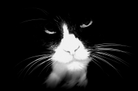 Мой старенький котик)