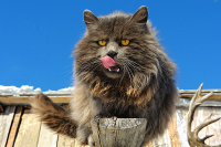 Метафизика Голодного Кота