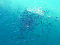 сражение за хлеб