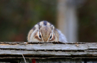 я слежу за тобой...