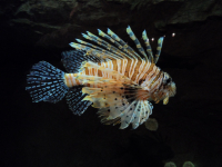 в океанариуме